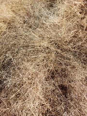 Yellow Dry Grass Full Frame Background