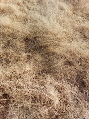 Yellow Dry Grass Full Frame Background