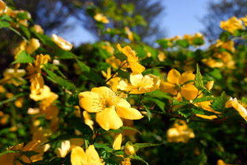 黄色い花