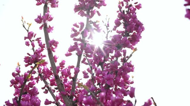 flare of the sun through a flowering branch with pink flowers in spring