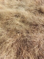 Yellow Dry Grass Full Frame Background