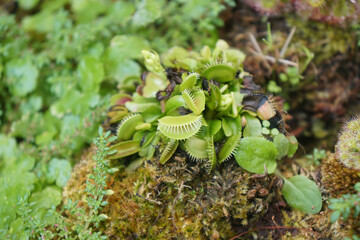 Venus flytrap or Dionaea muscipula is carnivorous plant, Insect-catch plant. Snap traps.