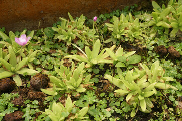 pinguicula gigantea x moctezumae is a tropical species of carnivorous plant in the family Lentibulariaceae. Flypaper traps.
