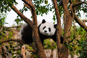 Obraz premium Giant panda bear in tree