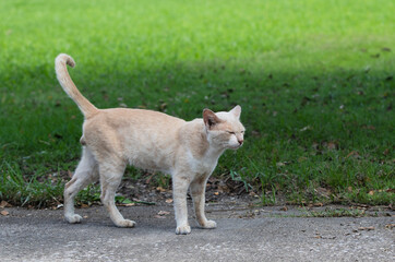 cat on the grass