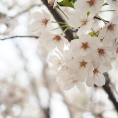 tree blossom