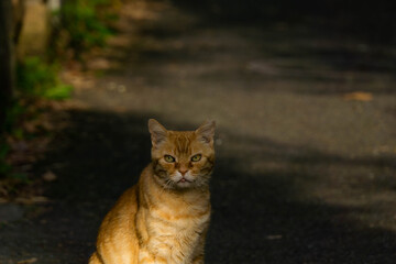 路地裏の野良猫