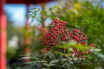 Red berries growing in Chinese garden 