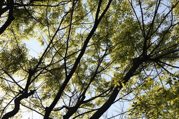blue sky with trees
