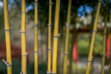 Fototapeta premium Bamboo garden sustainably growing in authentic Asian garden 