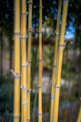 Bamboo garden sustainably growing in authentic Asian garden 