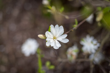 Beautiful white flower growing abundantly in garden 