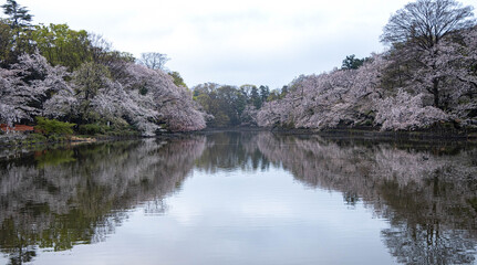 桜のリフレクション