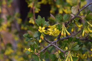 Blooming golden currant in the garden.