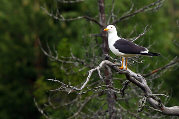 The lesser black-backed gull (Larus fuscus) sitting on a dry branch. Big seagull on a branch with a green background of coniferous trees.A seagull in the Finnish taiga.
