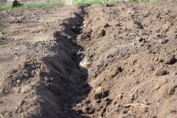 planting potatoes with manual plow on a field