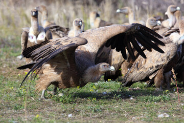 Griffon vulture (Gyps fulvus) at the feeding area. A large European vulture on a vulture feeding site. A large vulture takes off from the ground, against the background a flock of feeding vultures.