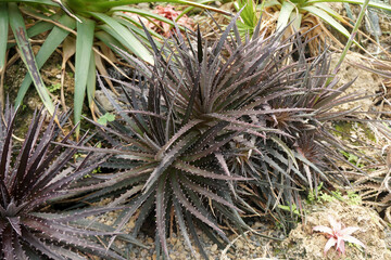 Naklejka na ściany i meble Dyckia fosteriana are striking rare plants native to central South America, primarily Brazil.