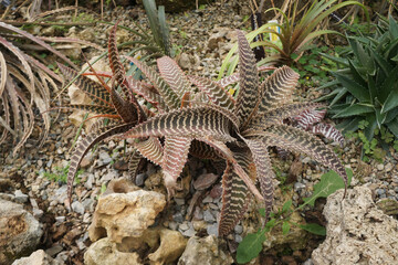 Orthophytum gurkenii is a terrestrial species from Brazil. The leaves resemble a snake skin or zebra print.
