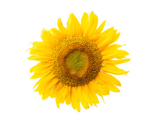 Fototapeta premium Yellow sunflower isolated on white background,clipping path