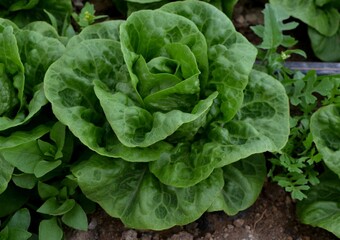 A organic lettuce in the garden.