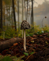 MUSHROOM IN THE FOREST