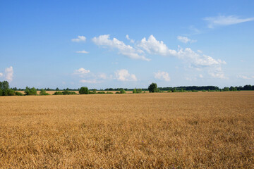 Obraz premium Several trees amidst a vast field of ripe wheat in summer. Agricultural land before harvesting grain. Picturesque rural landscape. Fluffy white clouds against the blue sky.