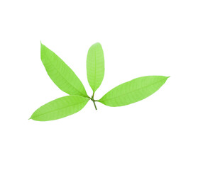 maprang leaf on a white background