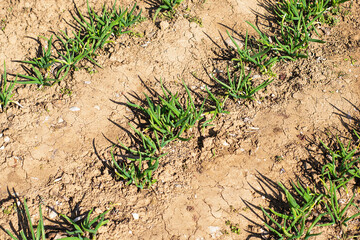 spring shoots of onions in the garden beds