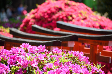 ツツジと鳥居