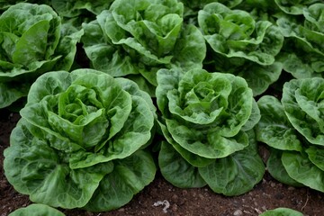 Some lettuces in the organic garden