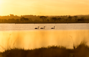 Golden rays back lighting silhouette of black  swan floating on pristine lake at sunset 