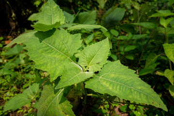 Obraz premium Sigesbeckia orientalis, commonly known as Indian weed or common St. Paul's wort, is a species of flowering plant in the family Asteraceae. It is a small, sparsely branched shrub with yellow flowers.