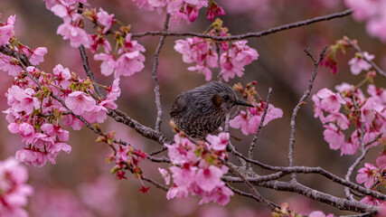 posing bird