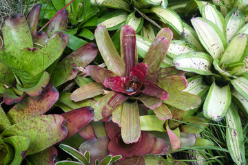 Neoregelia Rosea Striata is a bromeliad that grows in a rosette. Leaves lose striping with too little light and go totally red with too much.