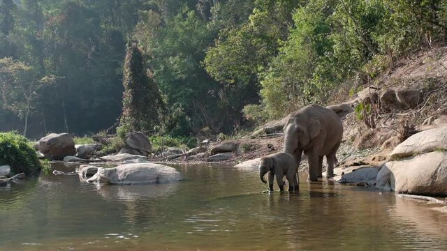 Slow motion of a mother and baby asian elephants playing and drinking water in the river in the forest