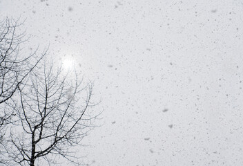 Snow falling with cottonwood trees - obrazy, fototapety, plakaty