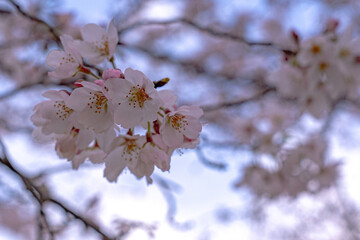 sakura