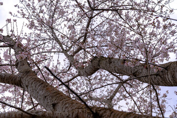 Fototapeta premium sakura tree