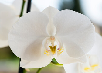 Au cœur de la fleur - In the heart of the flower