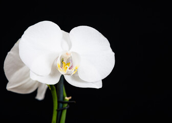 Fototapeta na wymiar Fleur d'orchidée blanche - White orchid flower
