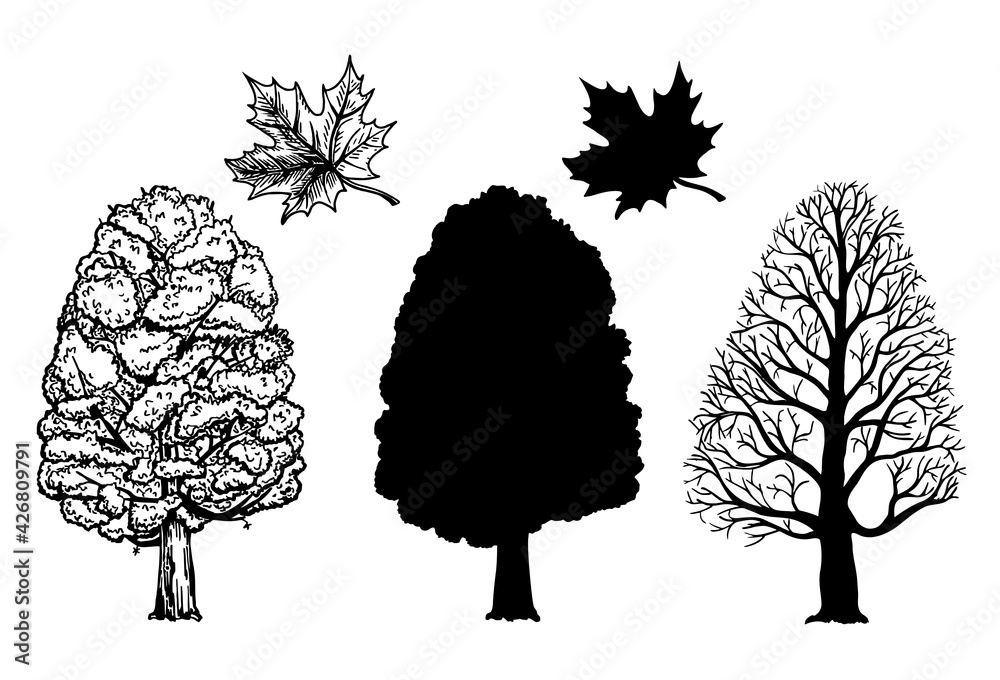 Wall mural winter and summer maple trees. branch and leaf. ink sketch isolated on white background. hand drawn 