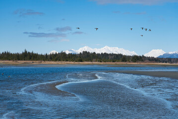 Ducks flying over the Salmon River in Southeast Alaska