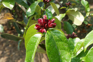 Obraz premium Climbing oleander, Cream fruit flower (Strophanthus gratus (Wall. and Hook.) Baill.). Shrub with strong fragrant flowers.