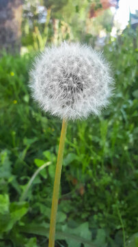 Close up image of a blowball with stem, the fruits of dandelion,  with green foliage in the background.