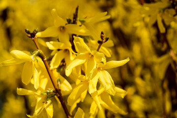 Fototapeta premium yellow flowers