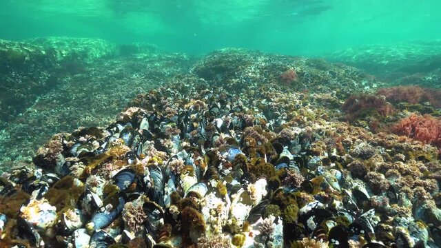 Common mussels underwater on a shallow ocean floor, Atlantic ocean, Spain, Galicia, Pontevedra province
