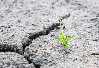 Macro shot of earliest braird on eroded land. Ecology concept. Rising sprout on dry ground. Green plant growing from cracked earth. New life. Concept of global warming.