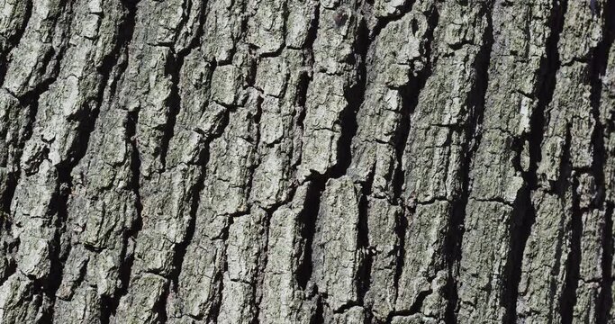 The bark of Quercus petraea, commonly known as the sessile oak, Cornish oak, Irish Oak or durmast oak