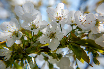 2021_4_4_Montemezzo_Cherry blossoms